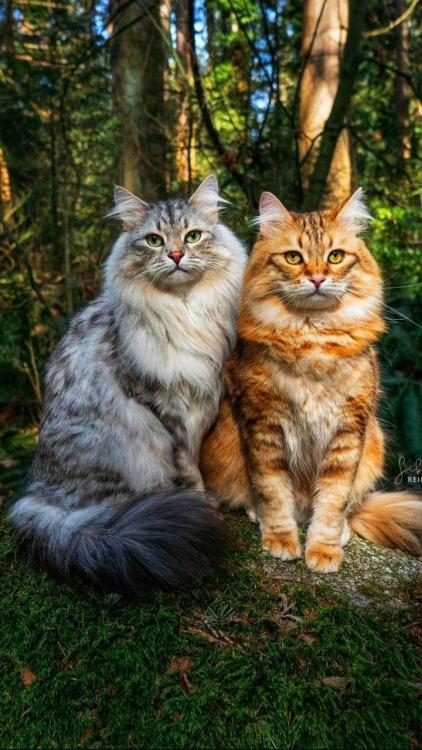 bringmecatsposts:Beautiful Couple via https://ift.tt/3vNPfFk
