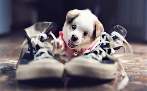 dog | Tumblr @weheartit.com http://whrt.it/VK5CPi