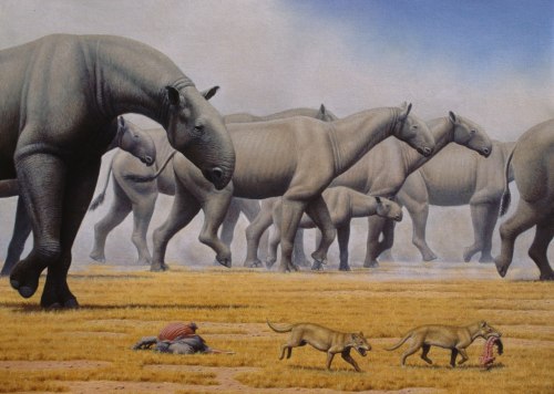 Migração dos Paraceratherium, o maior mamífero terrestre que já existiu. Migration of Paraceratheriu