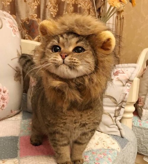 purrfectsquad:Rawr I’m a lion, king of the jungle. | source