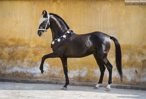 caelidra:all-the-horses:NaagrajBy HansrajMarwari, StallionEARS!!!