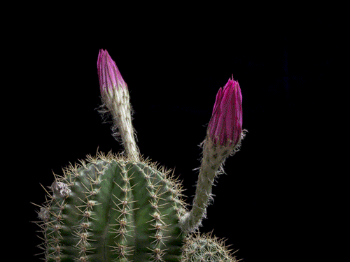 Porn Pics wnq-writers:  culturenlifestyle:Echinopsis