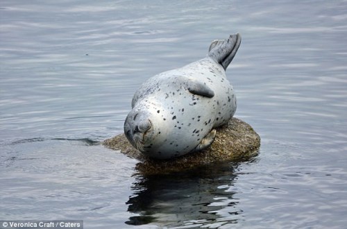 chenyanqing: Happy seals forever.