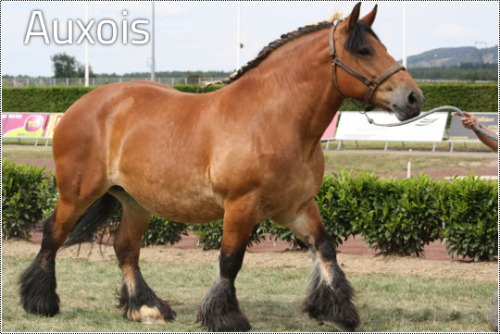 kimblewick:transperceneige:The 9 french draft horse breedsFrance, doing draught horses right