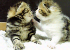 blog-cats-posts:  Reblog if this is cute ^.^ Follow our blog ! &lt;&lt; http://blog-cats-posts.tumblr.com/ &gt;&gt; 