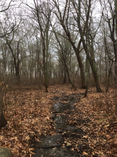 dewdropdwelling:Wandered off the path and came upon the cutest stream ✨