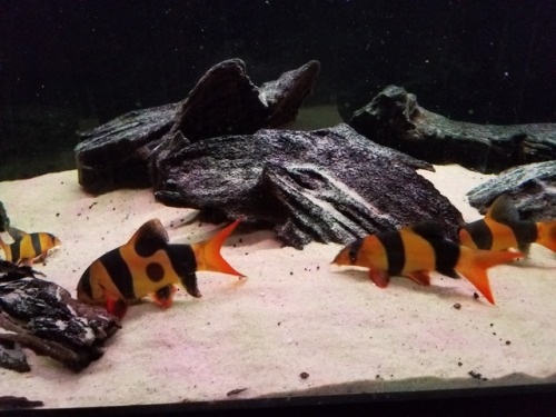 crazyfishmaiden:Just a few random snapshots after I added some black worms to my tanks. Got some ver