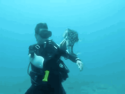 gifsboom:Diver Helps Unhook Extremely Chill Pufferfish. [video]Diver steal’s punkerfish’