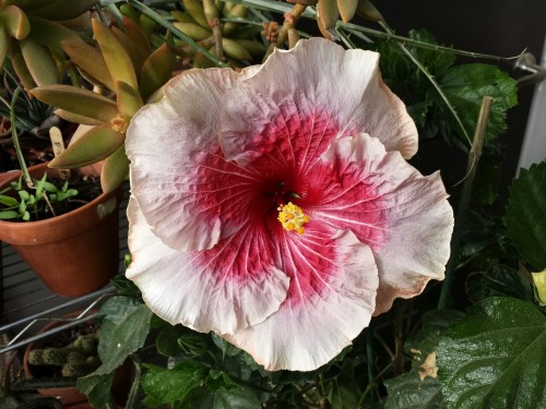 syngoniums:Another one for ‘Joan of Arc’ today - 7.5 inches across!