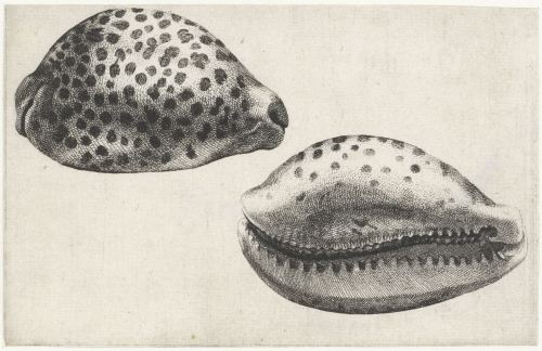 Seashells, Wenceslaus Hollar, Antwerp, 1644 - 1652RIJKS AmsterdamProvenance: not mentioned on websit