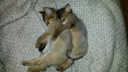awwww-cute:Viking and big sis after a hard day of climbing the curtains