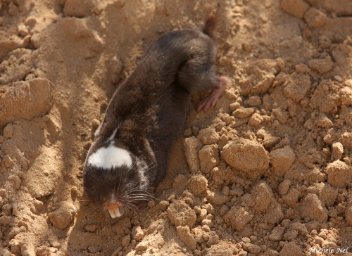 ainawgsd:The Damaraland mole-rat, Damara mole rat, or Damaraland blesmol (Fukomys damarensis) is a b