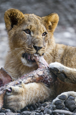 magicalnaturetour:    Lion cub and bone by