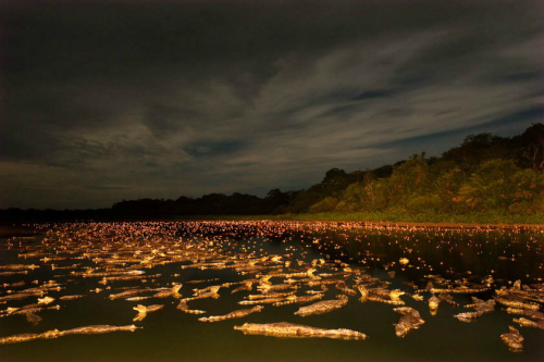 awkwardsituationist:  brazil’s yacare caiman was once hunted to near extinction for its valuable skin, but thanks to a global ban on the trade its home in the pantanal — the world’s largest wetland, situated along along the paraguay river — now