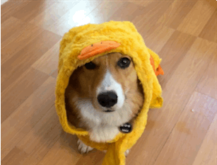 stubbiethecorgi:  Yoshi the Corgi-Ducky!!   He gave some serious side-eye initially,
