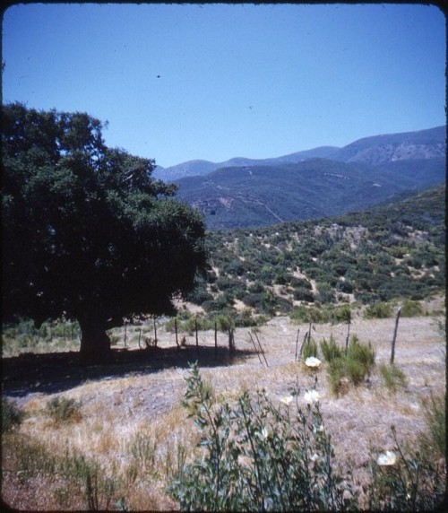 twoseparatecoursesmeet:  Countryside South of Ensenada, Mexico, 1958 Bruce Thomas 