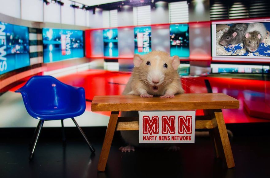 tastefullyoffensive:  The Adorable Adventures of Marty Mouse (photos via MartyMouseHouse)Previously: The