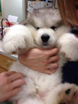 awwww-cute:  Maximum fuzziness achieved! The vet’s favorite patient today 