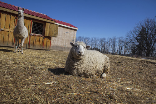 Wishing Well Sanctuary, in Bradford, Ontario, has started having their tour days.  They are trying o