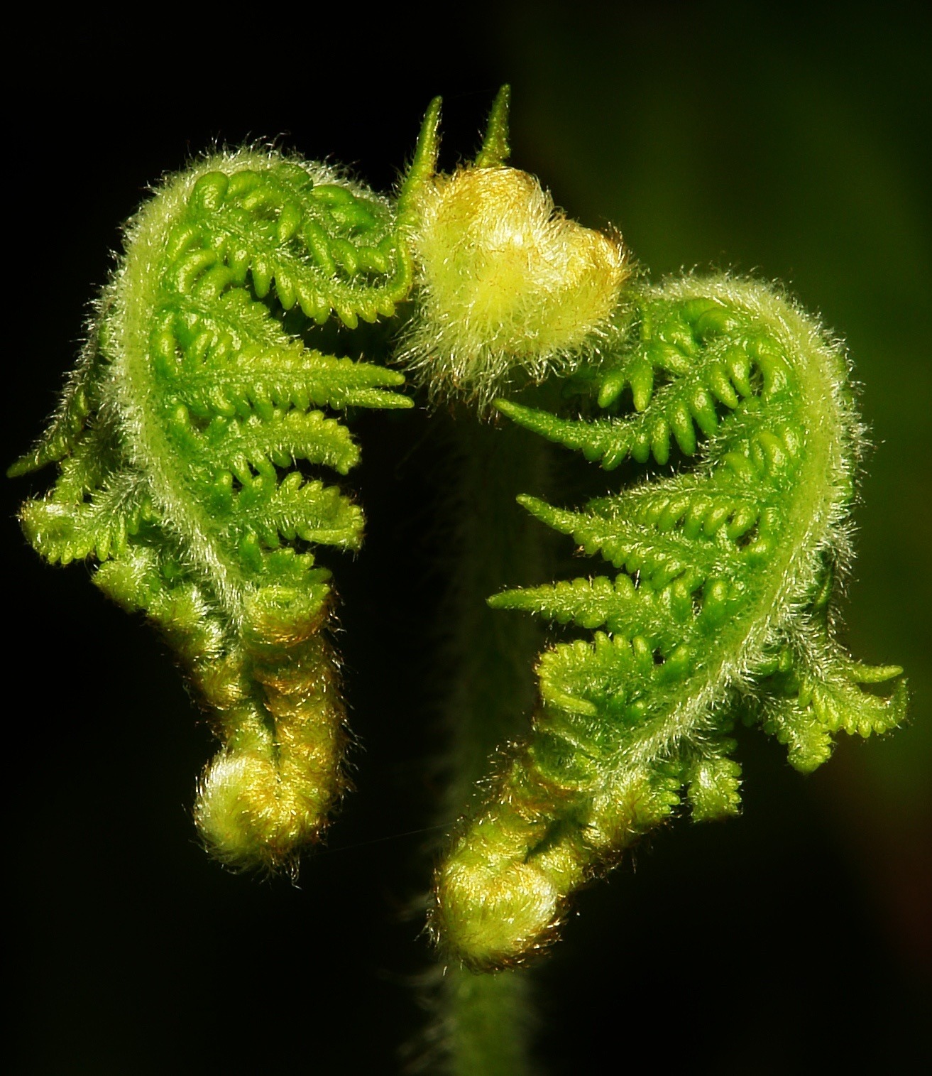 Sex lionfloss:Fern Fronds pictures