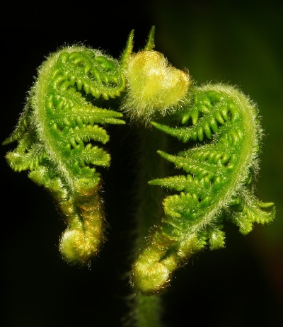 Porn photo lionfloss:Fern Fronds