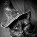 thevisualvamp:artevisiva:Meow 