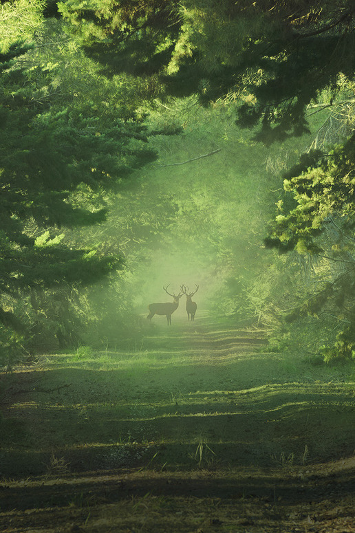 touchdisky:
“ Wild deer by matt dinning
”