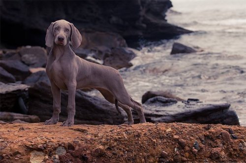 annapo-shmmm:  Weimaraner puppy