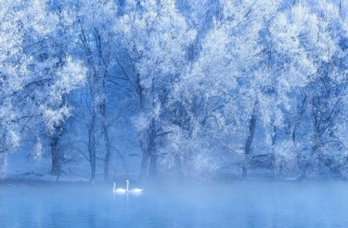 fuckyeahchinesegarden:swan spring, ili river, xinjiang, china