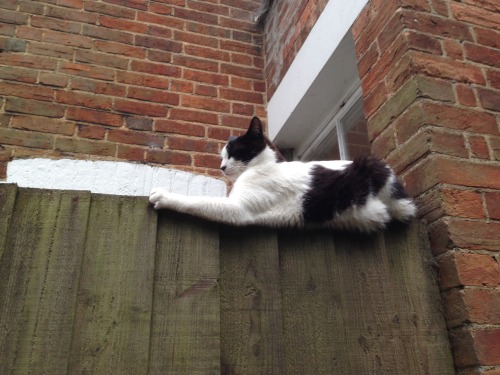 Fence cat(s). New Hinksey, Oxford, UK, 4 August 2016.