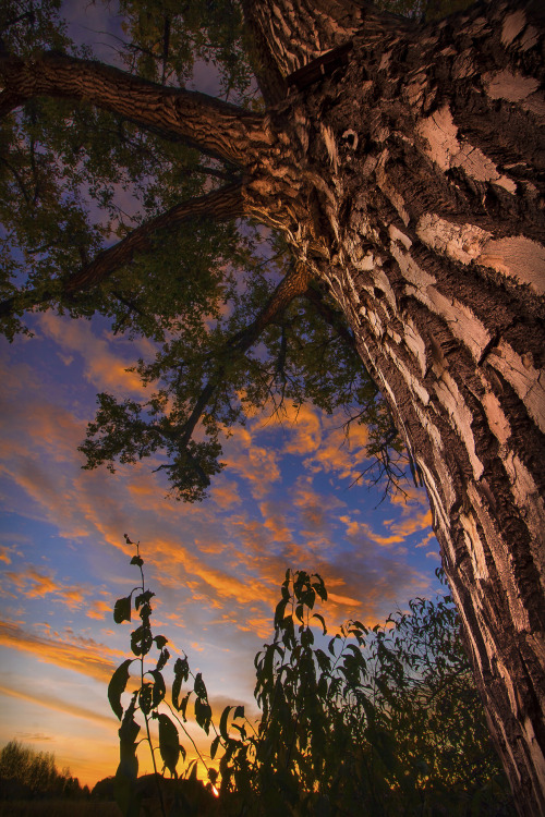 &ldquo;Sitting Under The Tree of Time&rdquo;Double Exposuref 20 | f 5.6 // &frac14;&