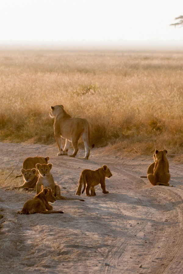 wolverxne:  Lion Crossing - by: Prasanth Veerina 