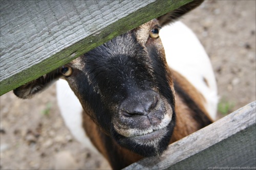 Billy-Goat.