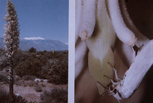 fernsandmoss:Moth with Agave, image from the VanDusen Botanical Garden Association, 1985