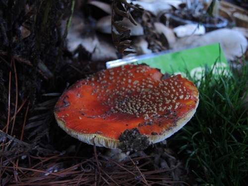 fungusqueen: elephantbitterhead: fungusqueen: An ode to Amanita Muscaria. Pictures are mine from the