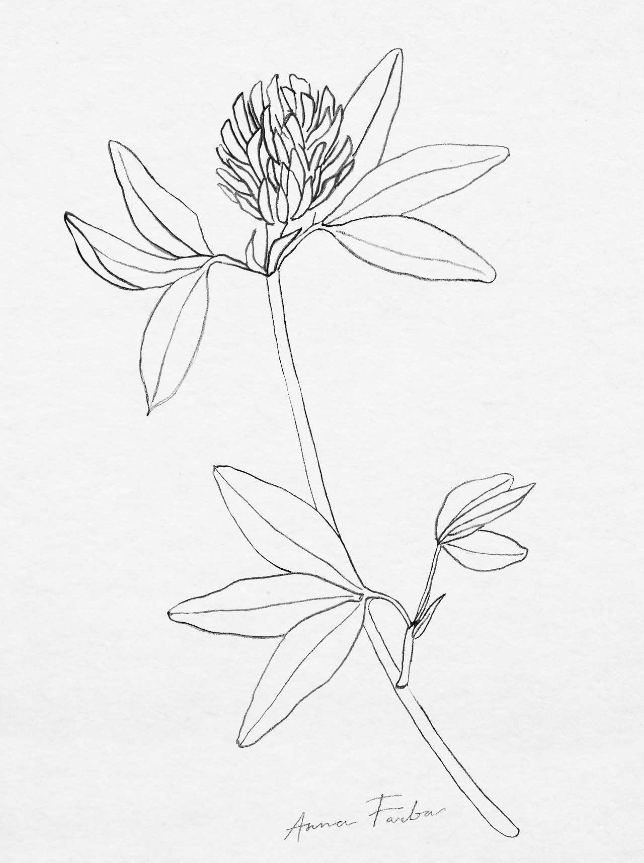 Botanical sketchbook. A note on plant drawing — Anna Farba