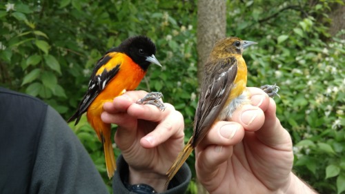 Some stunning examples of sexual dimorphism from the banding station.Male and female Baltimore Oriol