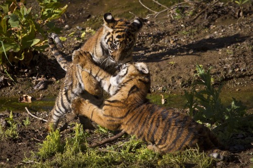 sdzsafaripark:Twin Tigers | Joanne and Majel