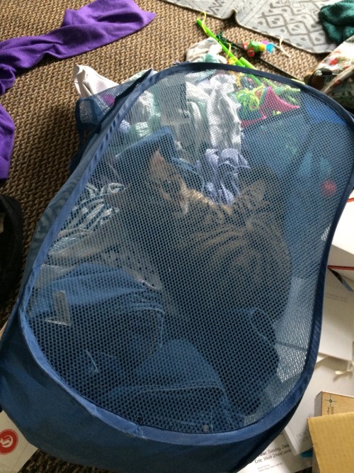 ashlynreed:  Quill, you are not dirty laundry. This is no place for a nap.