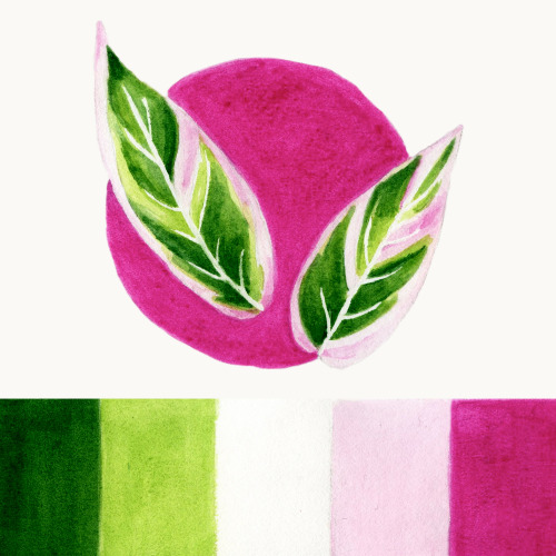 I am Constantly Captivated by the Color Palette of Stromanthe Triostar Leaves (on Instagram) by Mari