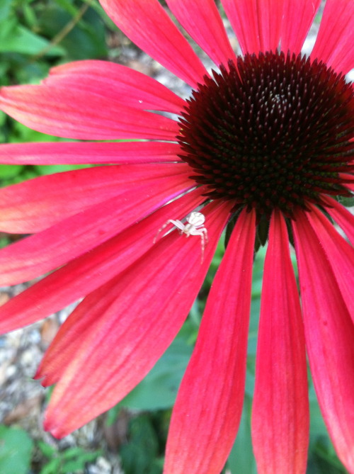 Celebrity Guest posting from my mom: What a nice little white spider on the beautiful red flower.