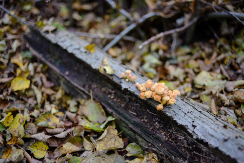 Début de l’automne en forêt domaniale de Notre-Dame, Ile-de-France.