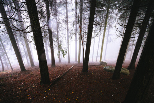stunningsurroundings: There’s never enough fog by ikhals on Flickr.