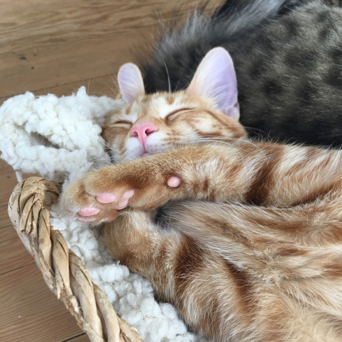 farmbee: toe beans!