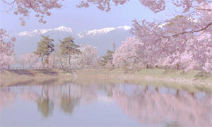 sora-iro:六道堤の桜 - Cherry Blossoms at Rokudo Bank