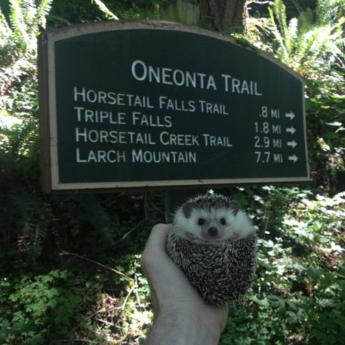 recordyearforrainfall:  sweeterparadise:  poooooooopooppoppppoopy-deactiv:  meet biddy, the traveling hedgehog, who loves adventure! and car rides. and snow. and people. and waterfalls!   The cutest. 