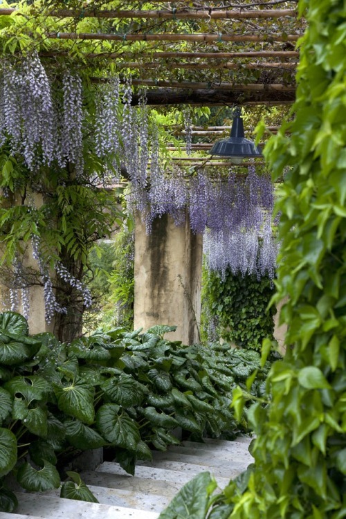 The Gardens of Villa della Pergola, Alassio. 