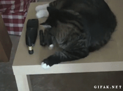 gifak-net:  Cats Knocking Stuff Over Compilation [video] 