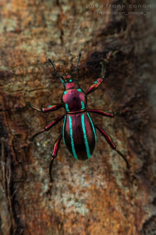 jumpingjacktrash: onenicebugperday:Pachyrhynchus Weevils, Southeast Asian IslandsPhotos by Fran