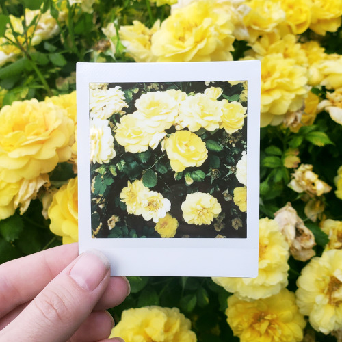 Something Soft &amp; Warm like Yellow Roses (on Instagram) by Marisa Renee: Fujifilm Instax Squa
